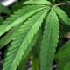 Illustration for article titled People in Red and Blue States May Use Weed Very Differently—and Not Just Due to Legalization